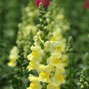 BOCCA DI LEONE / ANTIRRHINUM F1 POTOMAC GIALLO CHIARO NR.1000 SEMI